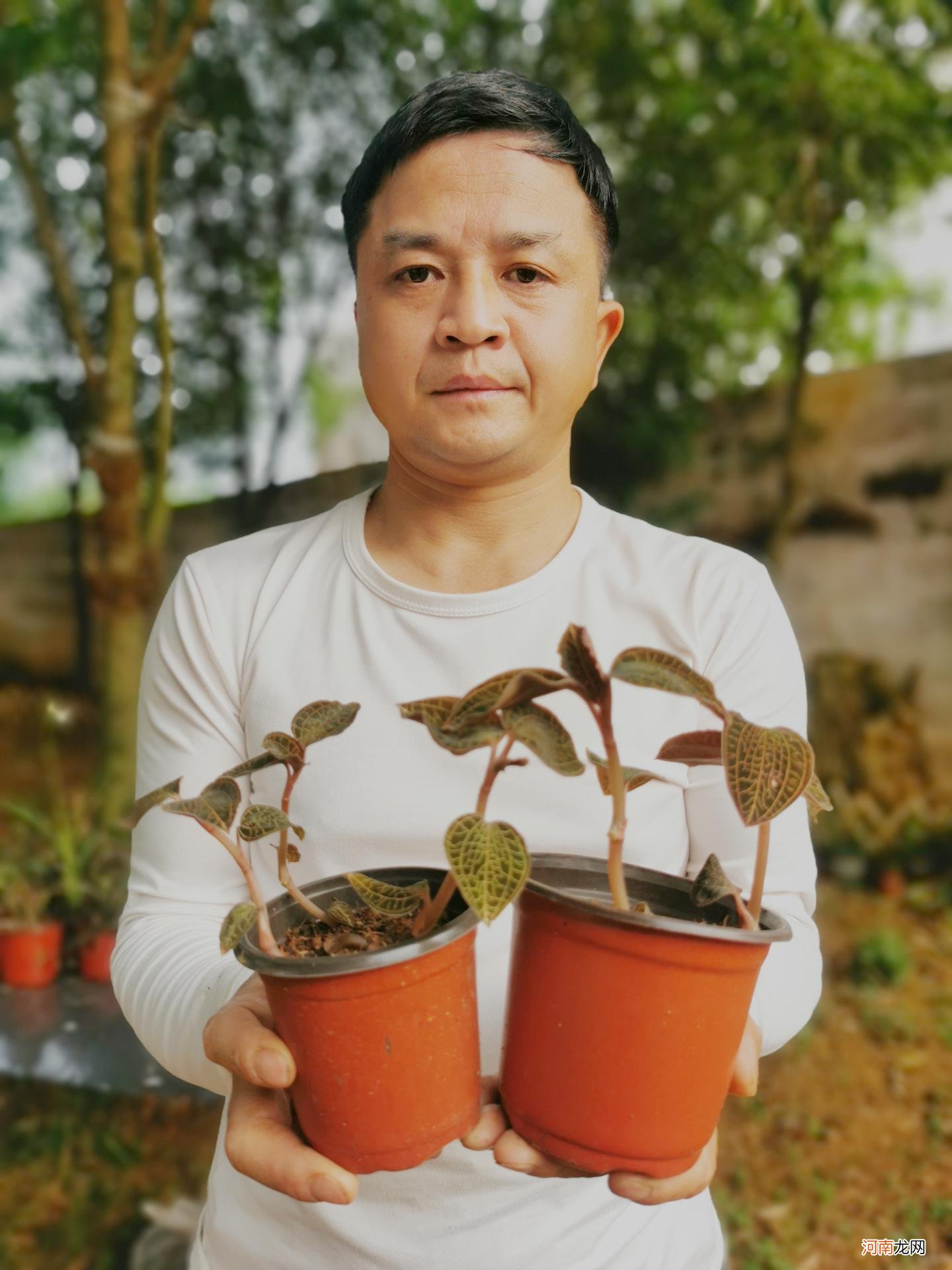 金线莲的种植条件及技术 金线莲种植方法