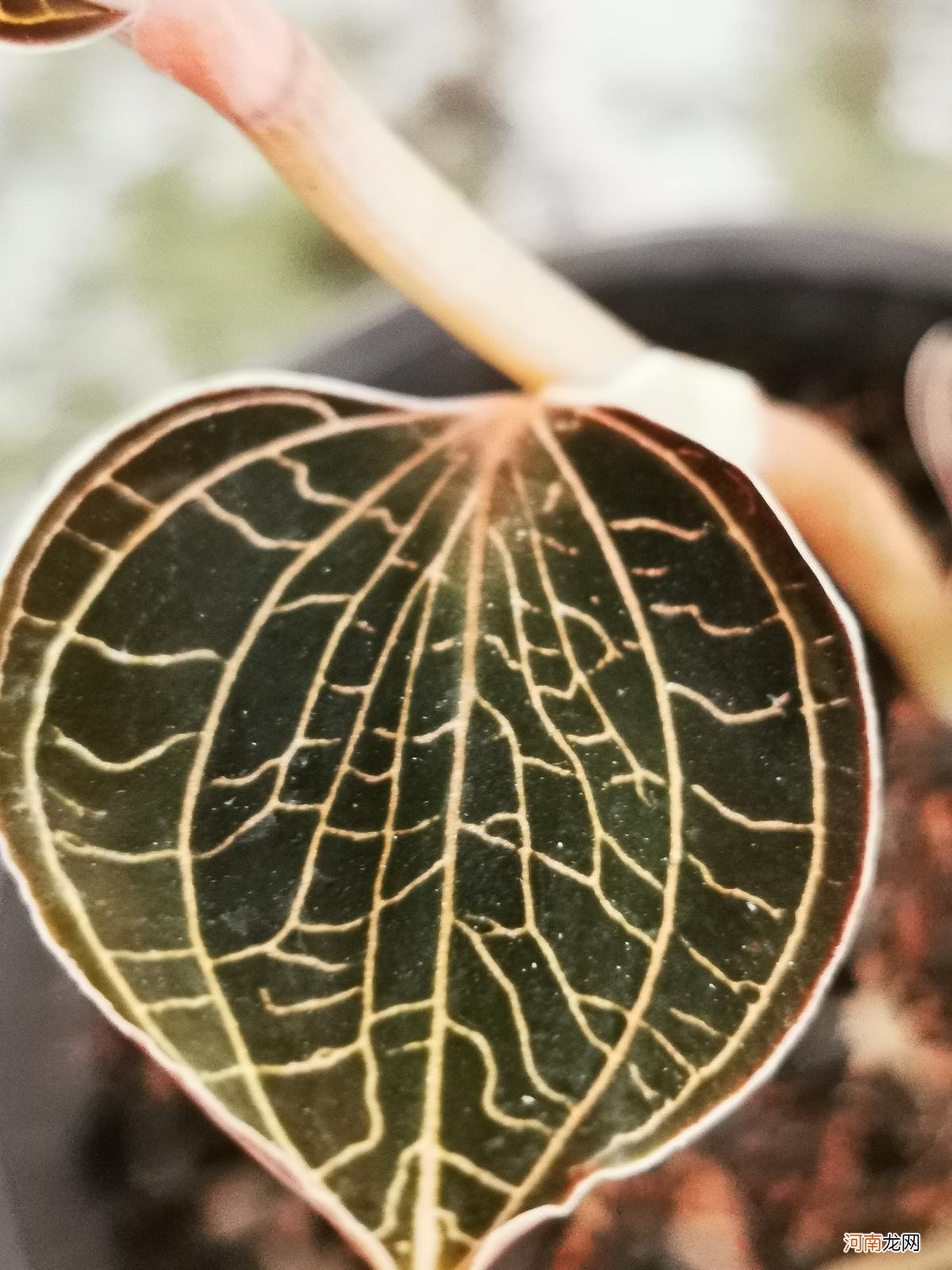 金线莲的种植条件及技术 金线莲种植方法