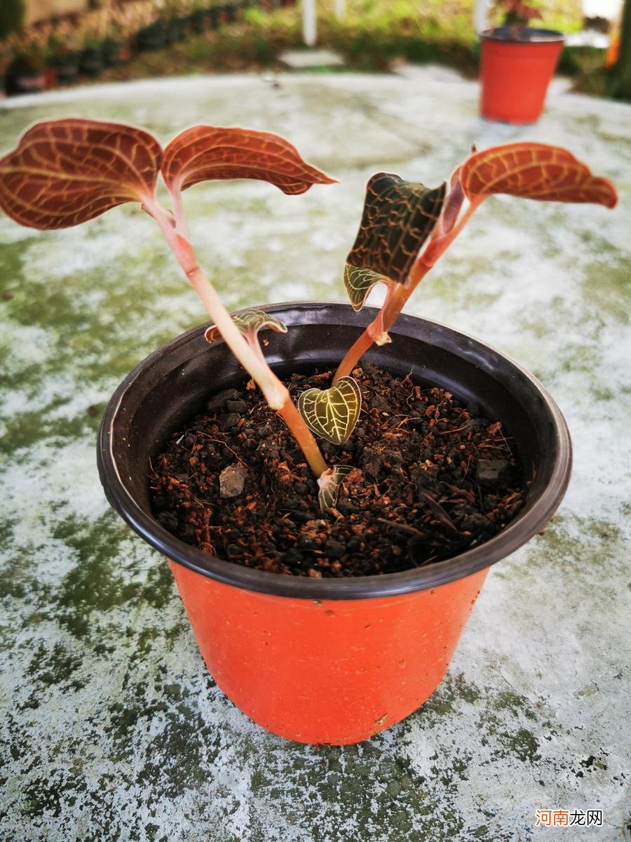 金线莲的种植条件及技术 金线莲种植方法