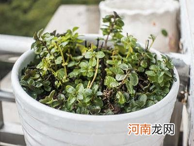 薄荷种植环境和繁殖方法介绍 盆栽薄荷怎么养