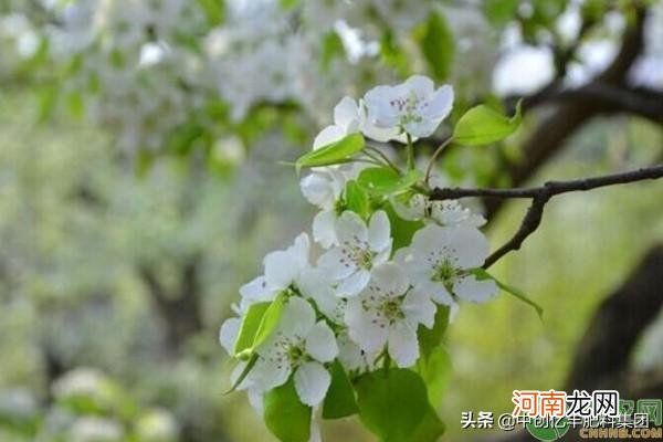 梨花的花期养护及花语介绍 梨花是什么季节开的花