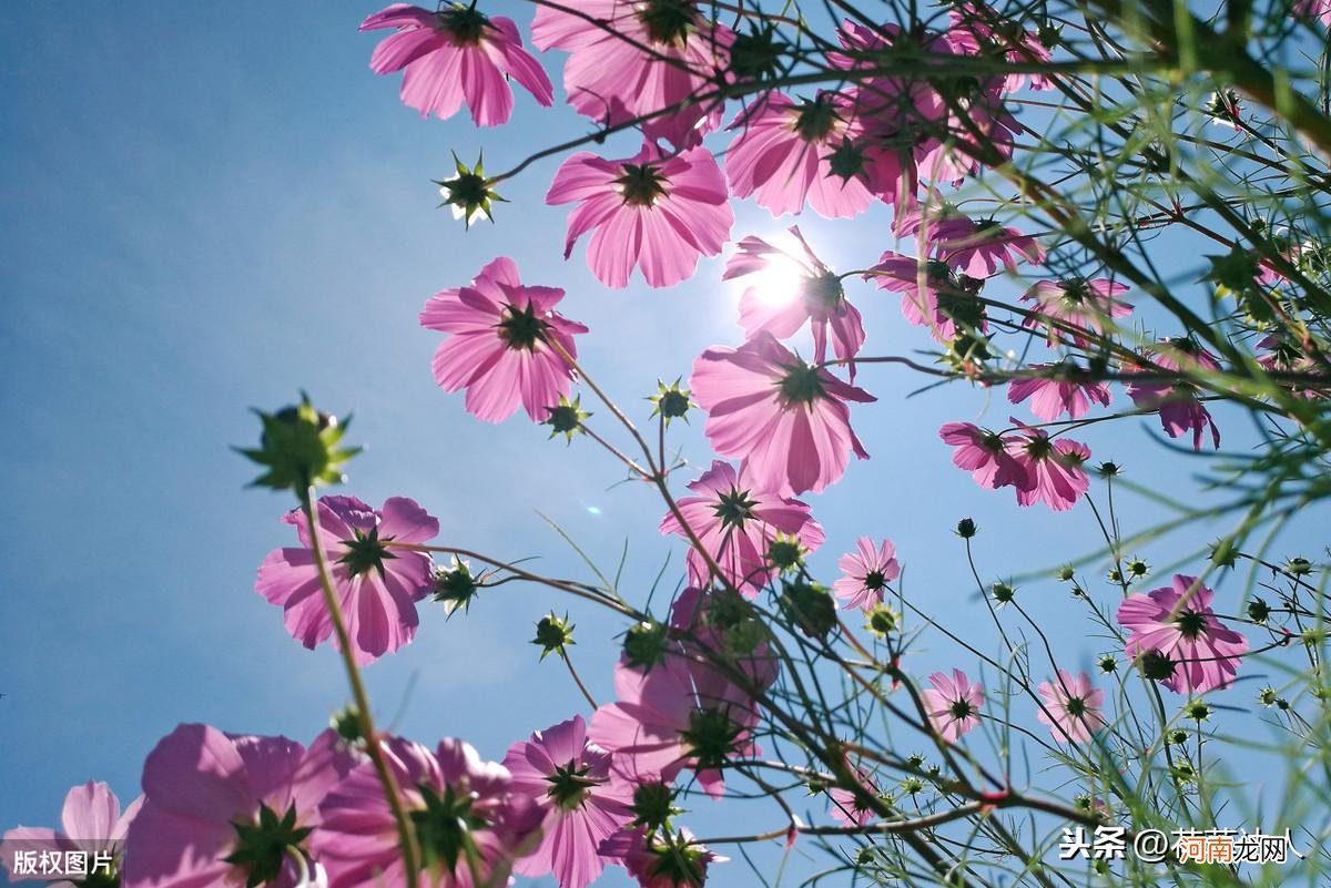 格桑花花语及传说 格桑花的寓意是什么