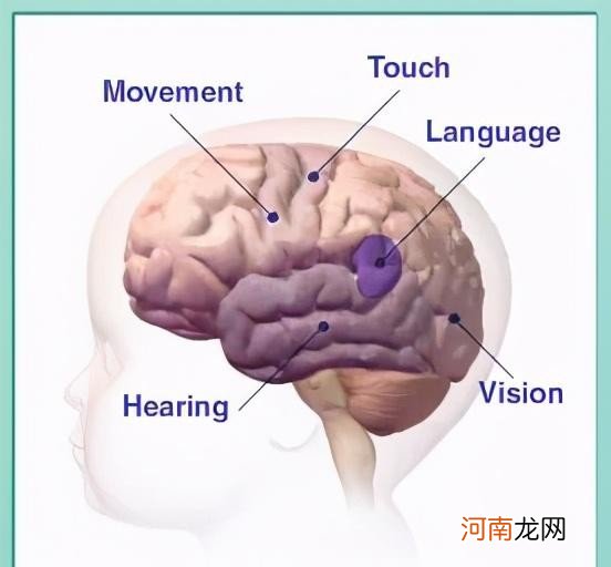 早教是如何影响大脑发育的 儿童全脑开发有用吗