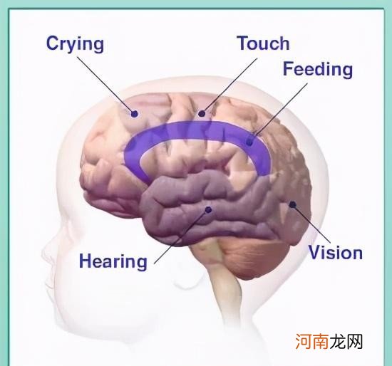 早教是如何影响大脑发育的 儿童全脑开发有用吗