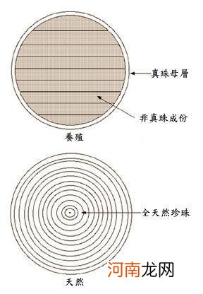 海水珍珠和淡水珍珠哪个好 淡水珍珠和海水珍珠的区别在哪里