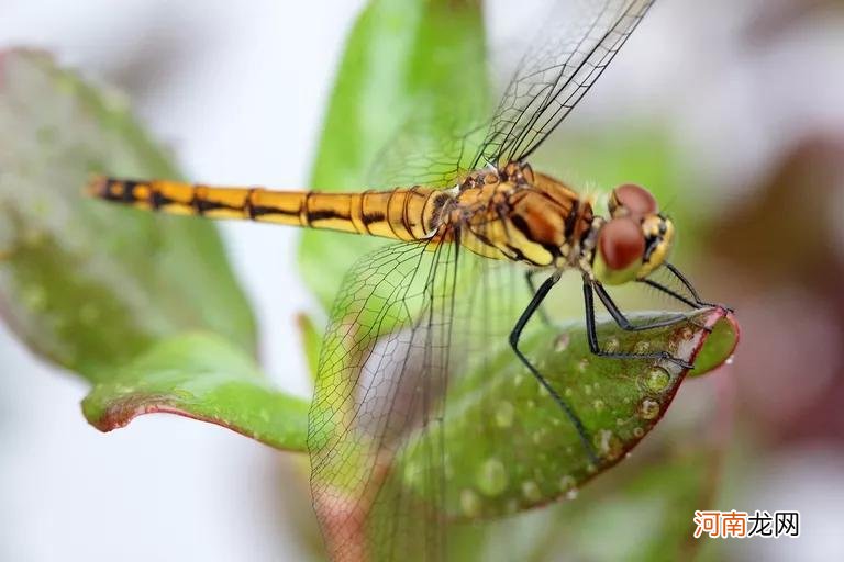 蜻蜓的特点和生活特征 蜻蜓的生活习性简单介绍