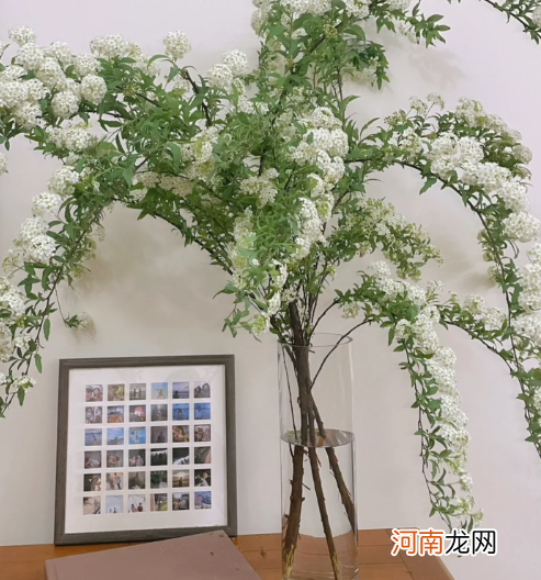 小手球怎么醒花