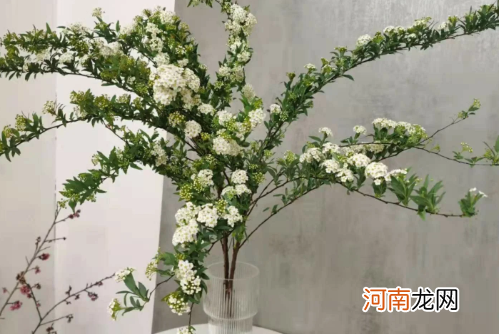 小手球怎么醒花