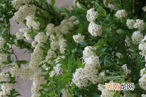 小手球花又叫什么