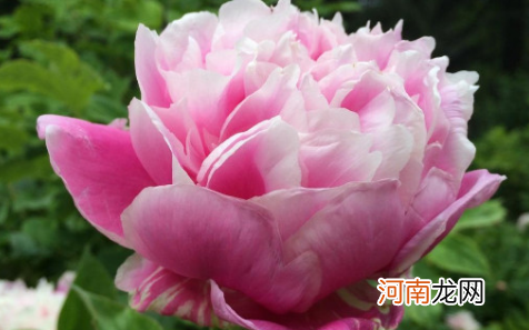 网上买的芍药为什么不开花