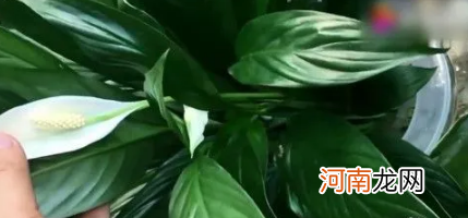 一帆风顺花怎么养