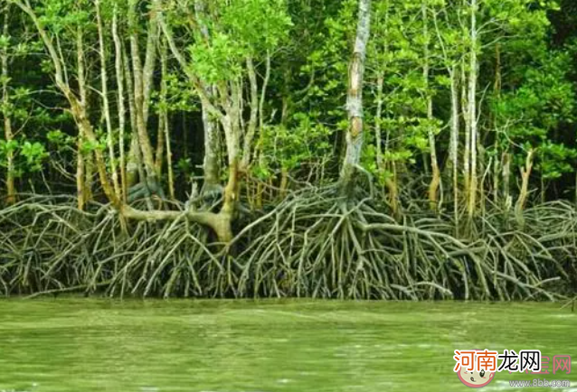 红树林海水中地下部分|红树林生活在海水中地下部分长期处于哪种环境 神奇海洋11月17日答案