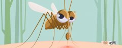 蚊子的发育过程 蚊子的发育过程是什么