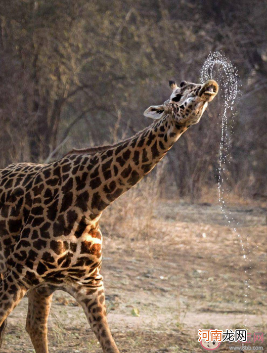 长颈鹿|长颈鹿可以多久不喝水 蚂蚁庄园11月19日答案解析