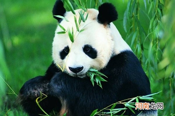大熊猫祖先是什么动物?八百万年前还是吃肉猛兽