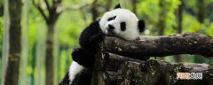 怎么介绍大熊猫 大熊猫的简介