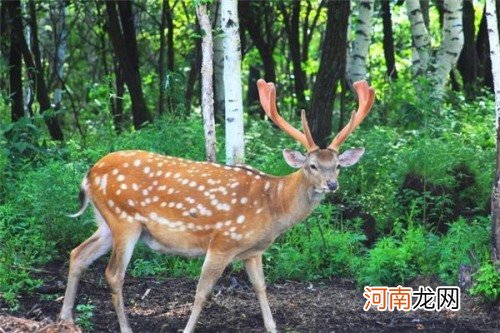 梅花鹿是反刍动物吗？梅花鹿是反刍动物动物数量稀少