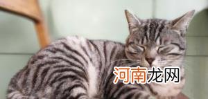 天天在家的猫会有狂犬病毒吗？