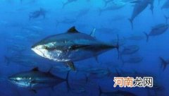 世界上最稀有最贵的金枪鱼 蓝鳍金枪鱼1两4000元被吃灭绝