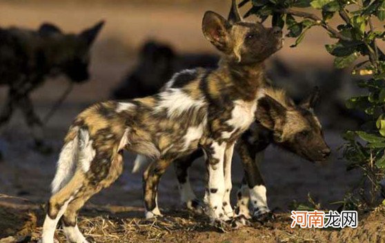 世界十大最快的动物 猎豹登顶袋鼠跳跃奔跑方式特殊
