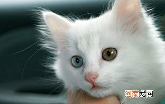 世界十大著名的宠物猫 狸花猫第十是捕抓老鼠的好手