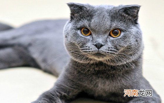 世界十大著名的宠物猫 狸花猫第十是捕抓老鼠的好手