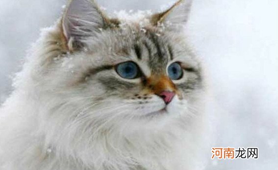 世界十大最漂亮的猫咪 暹罗猫仅第二波斯猫登顶