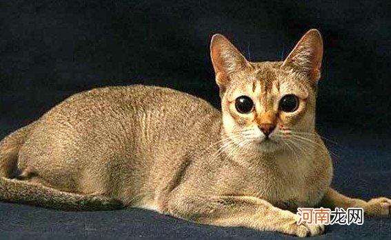 世界十大最漂亮的猫咪 暹罗猫仅第二波斯猫登顶