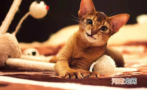 世界十大最漂亮的猫咪 暹罗猫仅第二波斯猫登顶