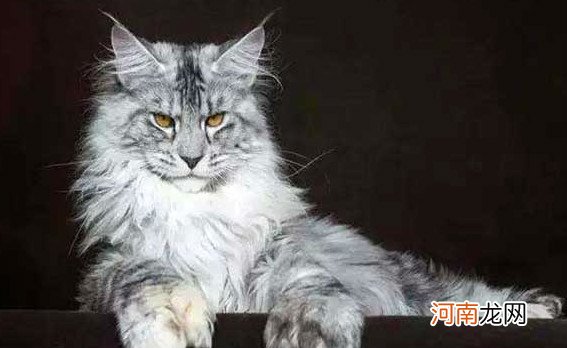 世界十大最漂亮的猫咪 暹罗猫仅第二波斯猫登顶