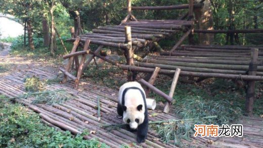 成都熊猫基地可以抱熊猫吗 熊猫基地几点去比较好