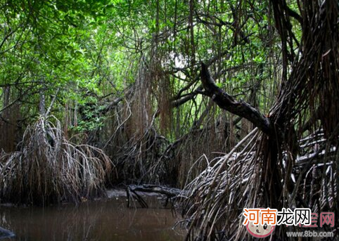 红树林生长环境|红树林通常生长在以下哪种环境中 神奇海洋11月19日答案