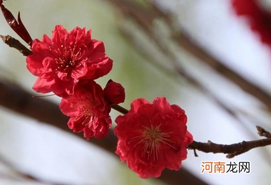 观赏桃花十大品种：寿星桃花上榜，绛桃排榜首