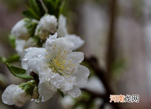 观赏桃花十大品种：寿星桃花上榜，绛桃排榜首