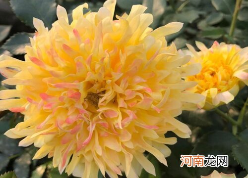 十大稀少月季花品种：最稀有的月季花品种有哪些？