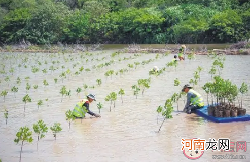 红树林传播果实|红树林用什么方式传播果实 神奇海洋11月21日答案