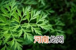 艾草的杆子是红色的还是白色的