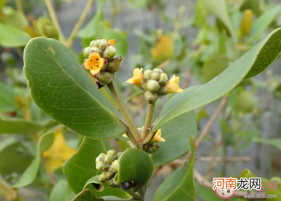 白骨壤|白骨壤是红树林的先锋树种猜猜因为什么而得名 神奇海洋11月22日答案