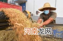 2022粮食补贴多少钱一亩