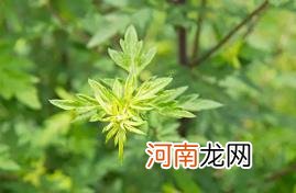 艾草杆子和艾草叶子哪个效果好