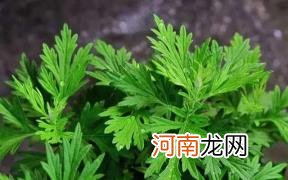 艾草可以用来洗眼睛吗