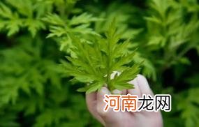 艾草可以用来洗眼睛吗