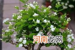 茉莉花的养殖方法和注意事项有哪些