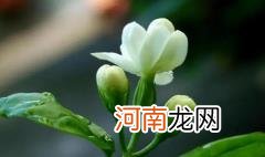 茉莉花的养殖方法和注意事项有哪些