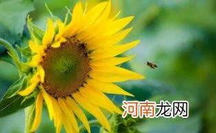 2022考送花一举夺魁要几朵向日葵