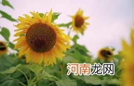 2022考送花一举夺魁要几朵向日葵