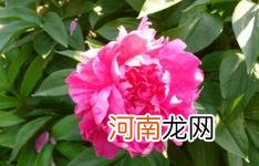 芍药花花骨朵很多但不开花