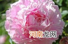 芍药花花骨朵很多但不开花