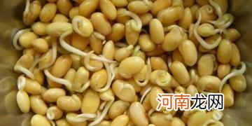黄豆芽怎么生最好 生黄豆芽的器具能粘油吗