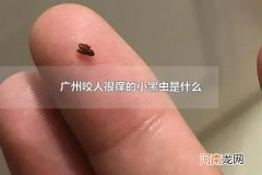 广州咬人很痒的小黑虫是什么 被蠓咬了反复痒怎么办
